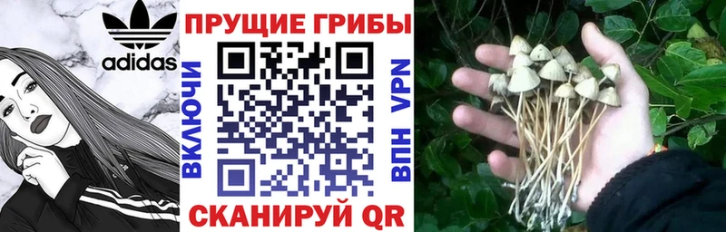Псилоцибиновые грибы GOLDEN TEACHER  мориарти какой сайт  Старица 